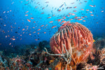 Puerto Galera Dive Trip 2026 – NZDiver Holiday with Verde Island & 26 Dives