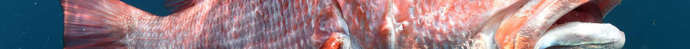 How To Catch Snapper
