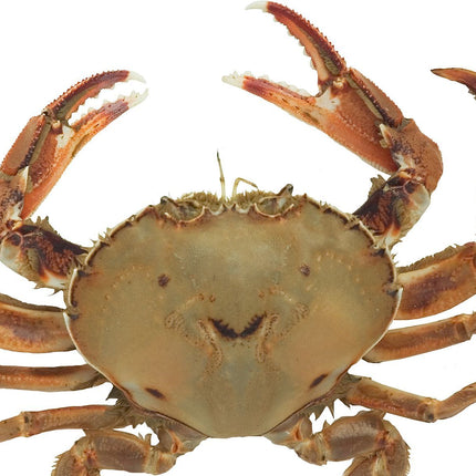 Collection image for: Crabs