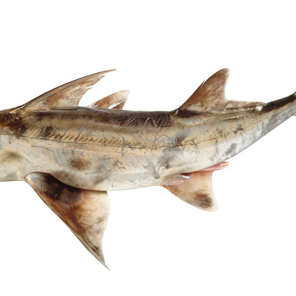 Collection image for: Elephant Fish