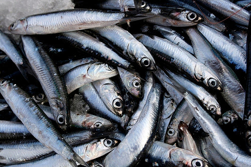 Ultralife Salted Anchovies Fishing Bait – 300g