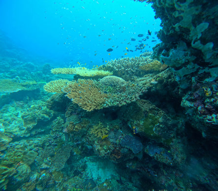 Northern Palawan Dive Adventure May 2027 – 26 Dives Philippines Holiday with NZDiver