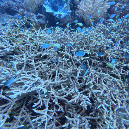 Northern Palawan Dive Adventure May 2027 – 26 Dives Philippines Holiday with NZDiver