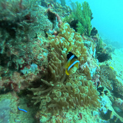 Northern Palawan Dive Adventure May 2027 – 26 Dives Philippines Holiday with NZDiver